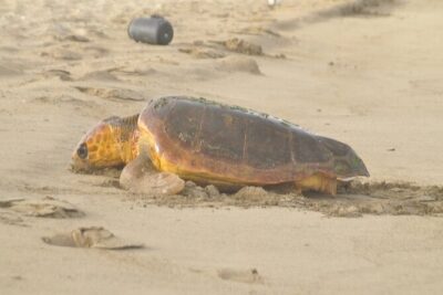 Turtle Experience in Sal island