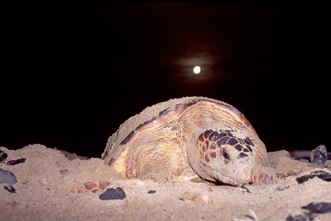 Turtle Watching Adventure - Meeting the turtles after dark on Sal Island