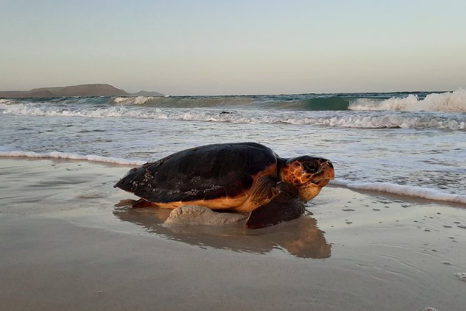 Turtle Watching Adventure - The guides make the difference