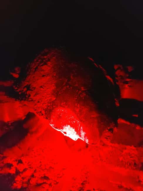 Turtle watching in Boa Vista Island - Why Boa Vista’s turtle night matters