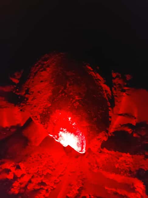 Turtle watching in Boa Vista Island - What happens after the 7 p.m. hotel pickup