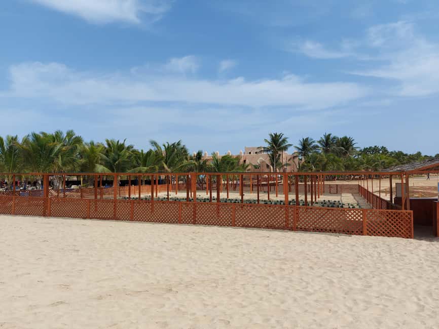 Turtle watching in Boa Vista Island - The beach briefing keeps the turtle safe