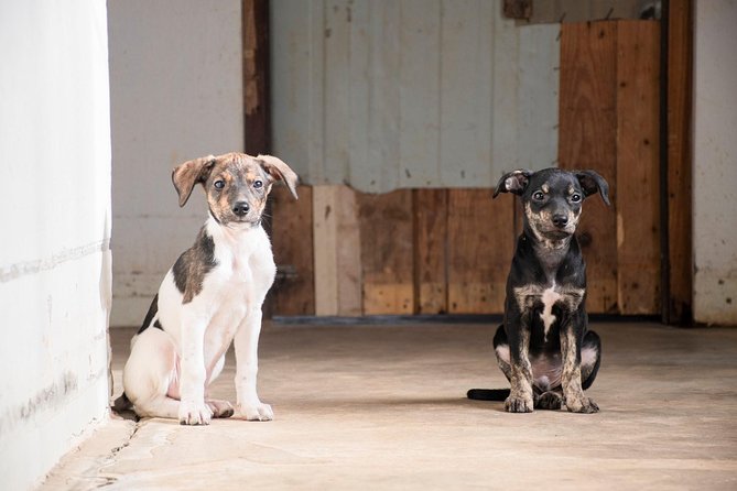 Volunteering with animals in Sao Vicente! - Key points to know before you go