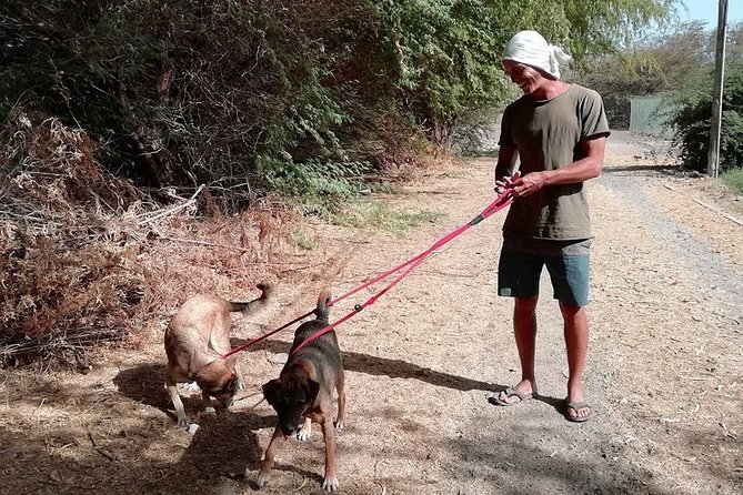 Volunteering with animals in Sao Vicente! - Caring for more than 70 dogs and 20 cats