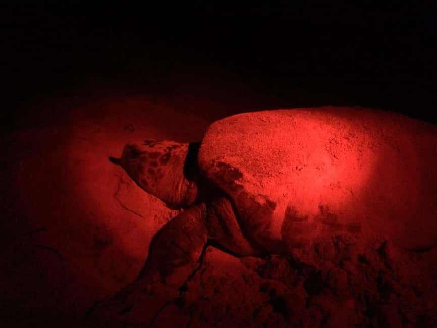 Watch Sea Turtles Nesting – Night Tour in Sal Island - Key points to know before you book