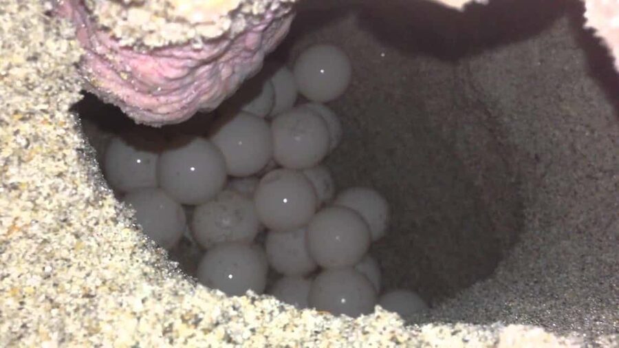 Watch Sea Turtles Nesting – Night Tour in Sal Island - Why Sal’s turtles matter