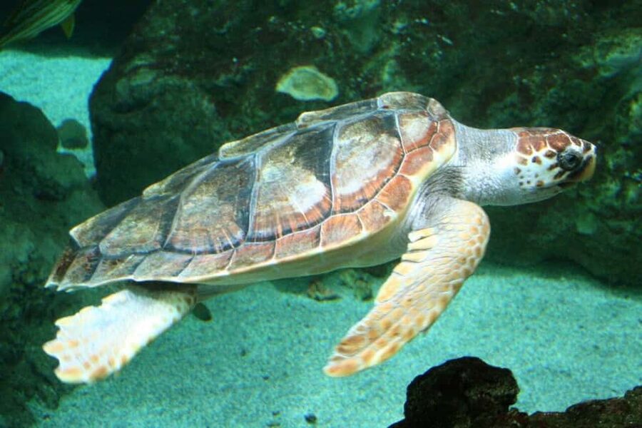 Watch Sea Turtles Nesting – Night Tour in Sal Island - The briefing before the turtles appear