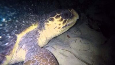 Watch Sea Turtles Nesting – Night Tour in Sal Island
