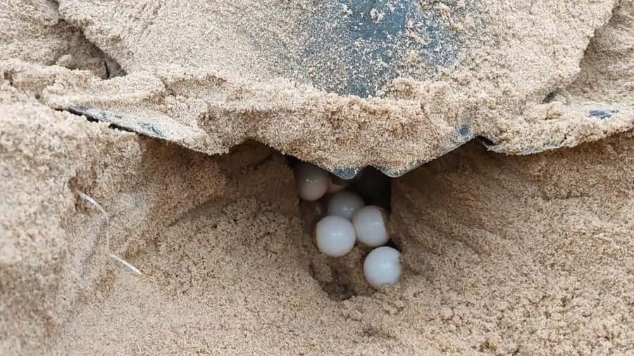 Watch Sea Turtles Nesting – Night Tour in Sal Island - Waiting quietly for a female loggerhead