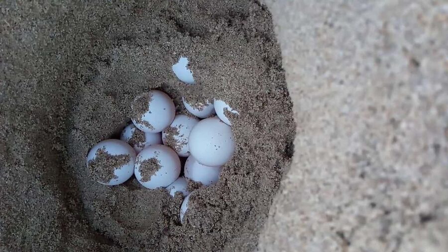 Watch Sea Turtles Nesting – Night Tour in Sal Island - Who will enjoy this night most