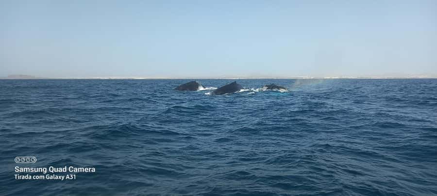 Whale watching tour SEASONAL - Key points to know before you book
