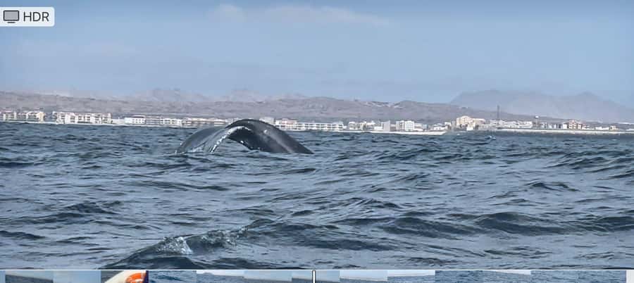 Whale watching tour SEASONAL - What happens during the outing