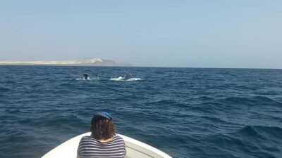 Whale watching tour SEASONAL