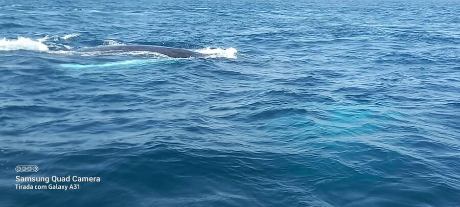 Whale watching tour SEASONAL - The marine biologist and responsible viewing