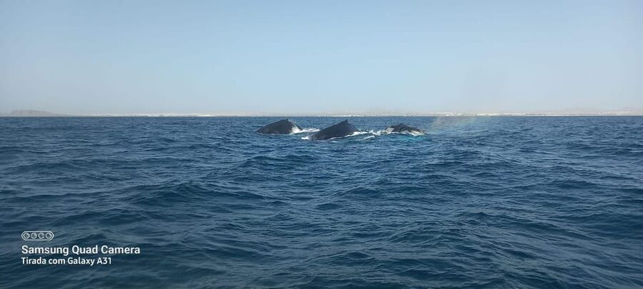 Whale watching tour SEASONAL - Who should book this whale tour