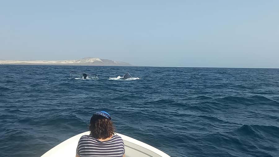 Whale watching tour SEASONAL - A small boat and a six-person group